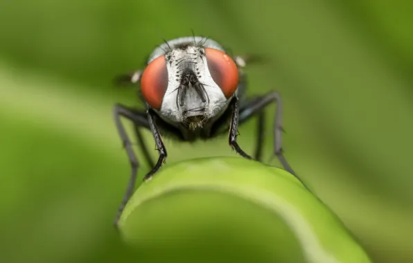 Картинка макро, природа, муха, насекомое