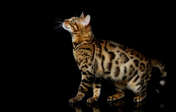 Картинка кошка, кот, поза, профиль, черный фон, бенгальская