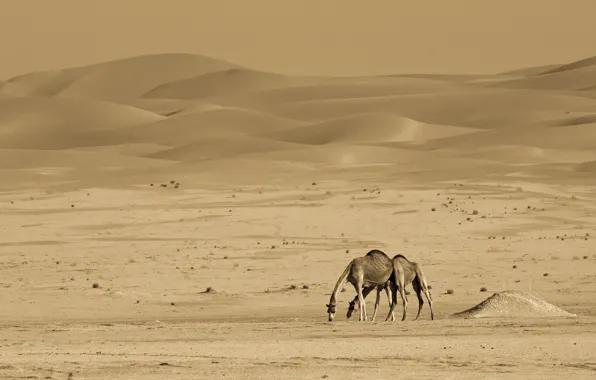 Картинка природа, пустыня, верблюды