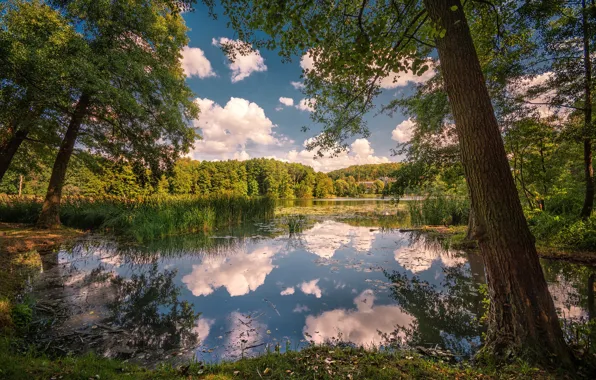 Картинка деревья, озеро, парк, отражение, камыш