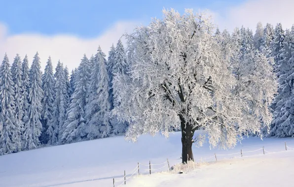 Картинка зима, иней, лес, небо, облака, снег, пейзаж, ветки, природа, дерево, голубое, снежный, зимний, ели, ограждение, …