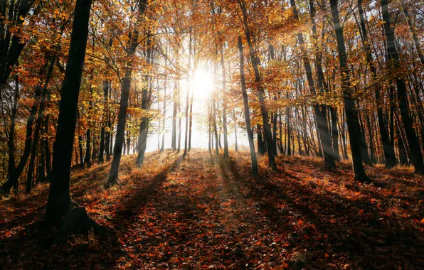 Картинка Солнце, Природа, Осень, Деревья, Лес, Лучи, Nature, Блик, Landscape, Autumn, Forest, Trees, Woods, Environment, Trunks, …