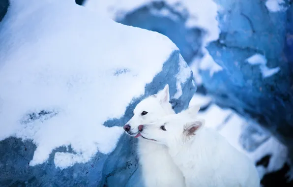Картинка снег, ледник, парочка, две собаки, Белая швейцарская овчарка