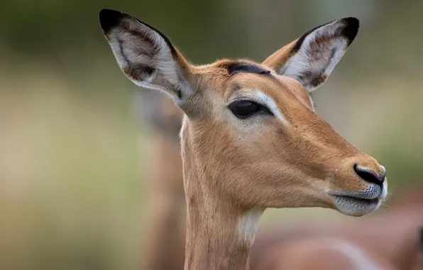 Картинка природа, Impala, антилопа