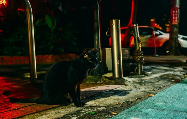 Картинка кот, улица, черный