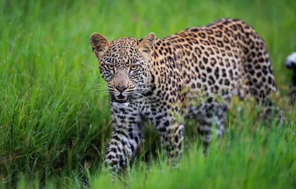 Картинка трава, леопард, дикая кошка