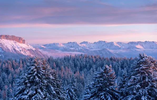 Картинка лес, горы, Франция, ели, France, Savoie, Савойя, Горы Бож, Bauges Mountains