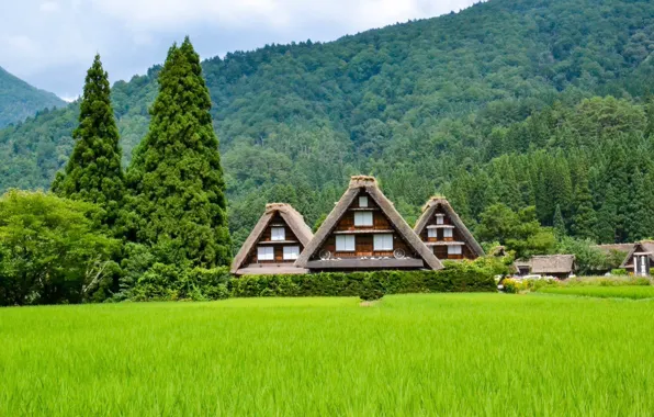 Картинка лето, пейзаж, природа, холмы, дома, Япония, городок, леса, Кавагучико