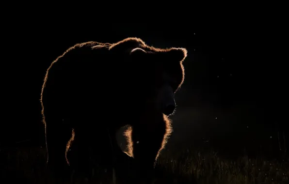 Картинка ночь, природа, медведь