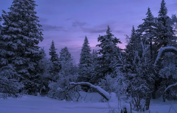 Картинка зима, лес, небо, снег, природа, елки, вечер, Шарапов Андрей