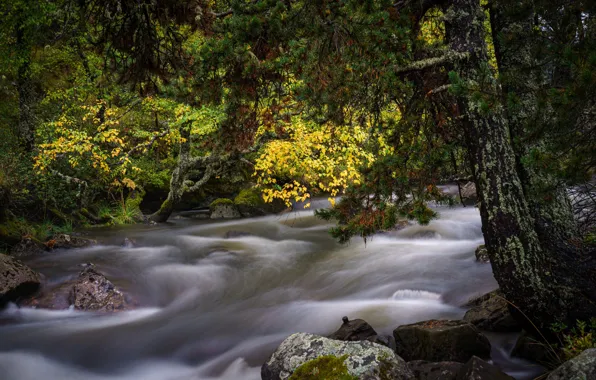 Картинка осень, лес, пейзаж, природа, река, камни