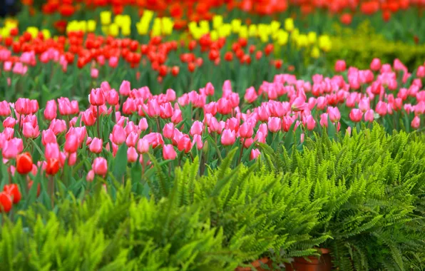Картинка цветы, весна, сад, тюльпаны, красные, розовые, клумба, папоротник