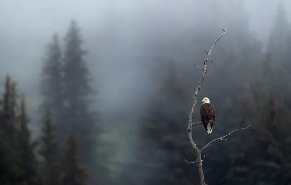 Картинка лес, туман, дерево, птица, ветка, ели, снегопад, белоголовый орлан, морось