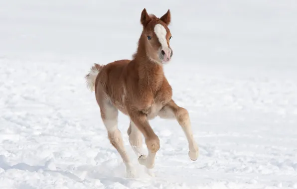 Картинка зима, поле, снег, поза, конь, лошадь, малыш, бег, прогулка, коричневый, копыта, жеребенок, жеребёнок