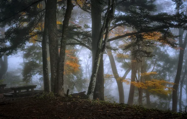 Картинка осень, лес, деревья, ветки, туман, парк, стол, листва, утро, дымка, сосны, скамейки