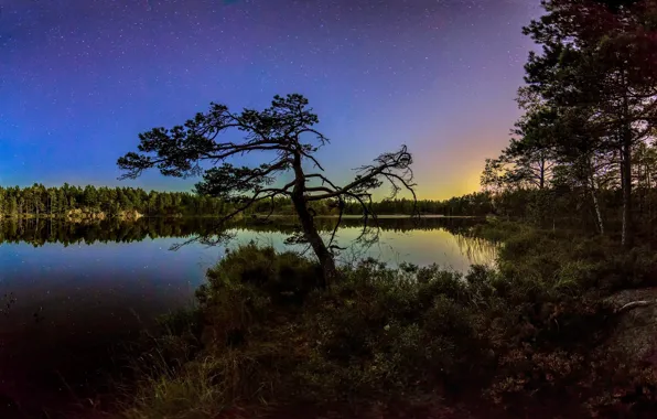 Картинка пейзаж, ночь, природа, озеро, дерево, красота