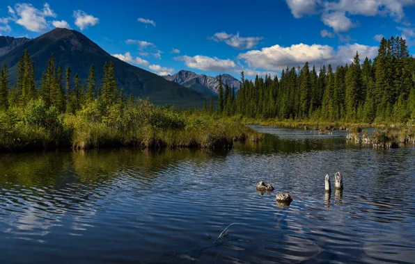 Картинка лес, горы, природа, озеро, берег, Канада, Альберта, водоем