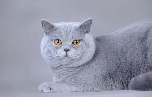 Картинка кошка, кот, морда, серый, фон, лежит, фотосессия, британский, упитанный