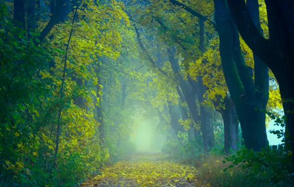 Картинка осень, листья, деревья, туман, аллея