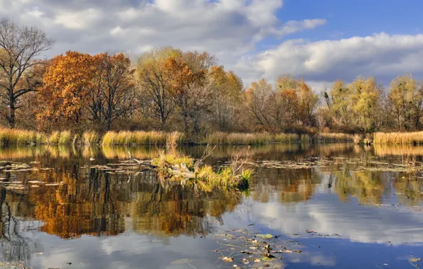 Картинка осень, трава, облака, деревья, пейзаж, природа, река, берег