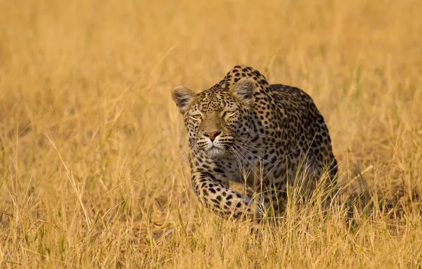 Картинка трава, леопард, дикая кошка