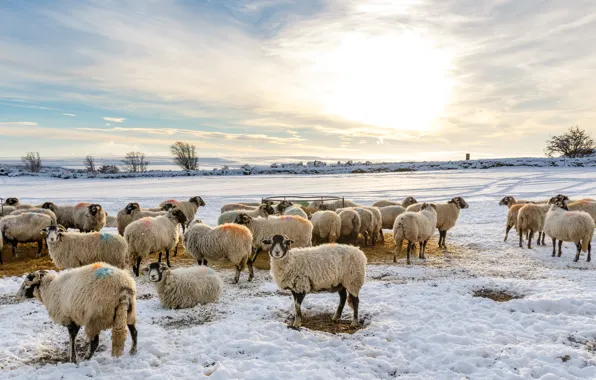 Картинка зима, поле, овцы