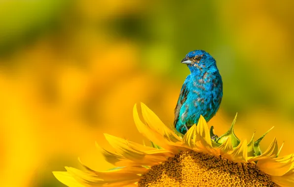 Картинка цветок, птица, подсолнух, желтый фон, голубая, боке, овсянковый кардинал