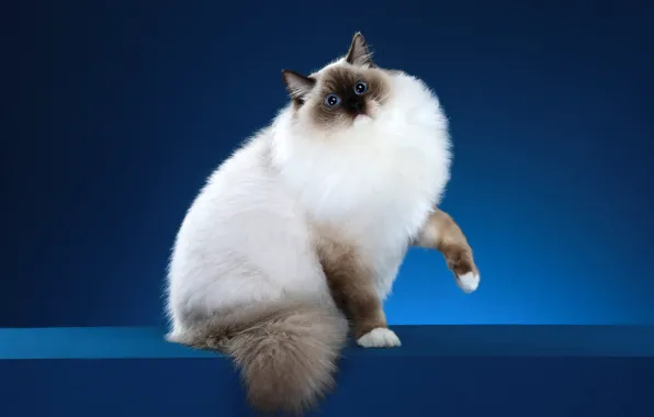 Картинка кошка, кот, взгляд, синий, поза, фон, мордочка, фотостудия, рэгдолл