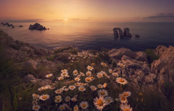 Картинка море, закат, цветы, океан, скалы, побережье, ромашки, Испания, Spain, Costa Quebrada, Бискайский залив, Cantabria, Кантабрия, …