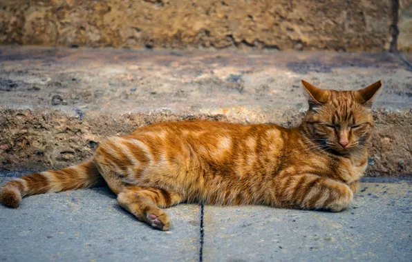 Картинка кошка, кот, поза, отдых, улица, плитка, рыжий, лежит, тротуар, полосатый, котяра, котэ, уличный