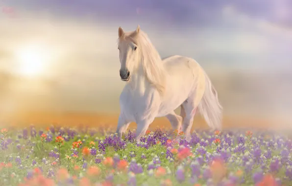 Картинка поле, белый, лето, взгляд, морда, солнце, свет, цветы, рендеринг, конь, рассвет, поляна, лошадь, утро, луг, …