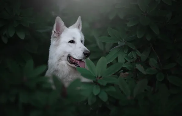 Картинка морда, листья, собака, Белая швейцарская овчарка