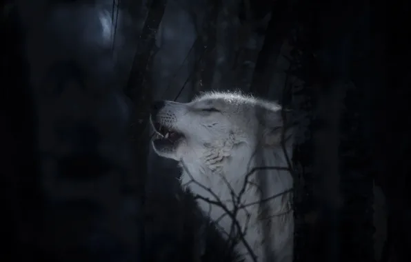 Картинка лес, морда, волк, хищник, Полярный волк