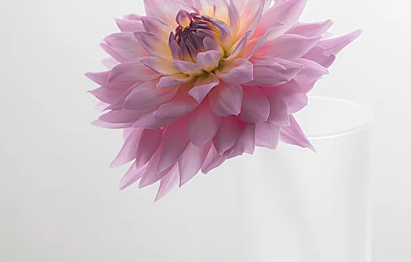 Картинка цветок, стакан, георгина, розовая георгина