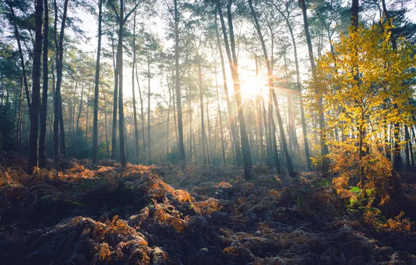 Картинка осень, лес, солнце, свет, деревья, стволы, листва, сосны, папоротник, деревце