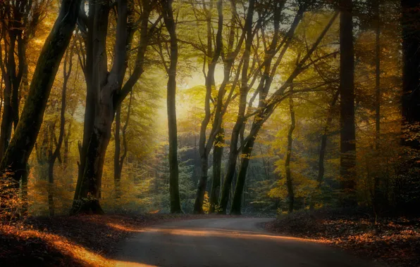 Картинка дорога, осень, лес, деревья, ветки, парк
