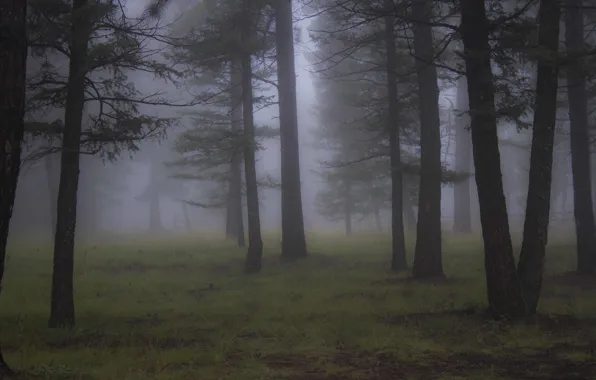 Картинка лес, деревья, природа, туман, Колорадо, США, Эвергрин