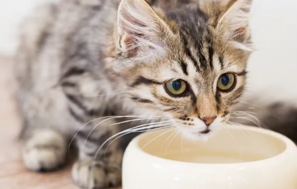 Картинка cat, pet, feline, water bowl