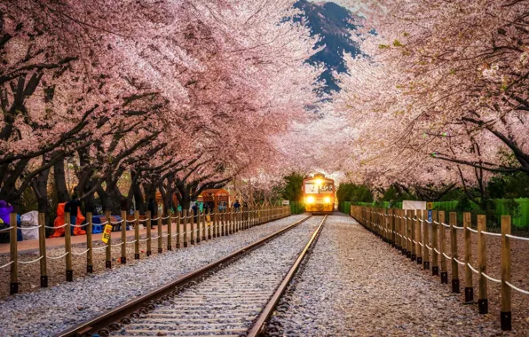 Картинка Sakura, Landscape, Train, Railway
