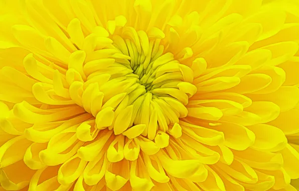 Картинка цветок, желтый, хризантема
