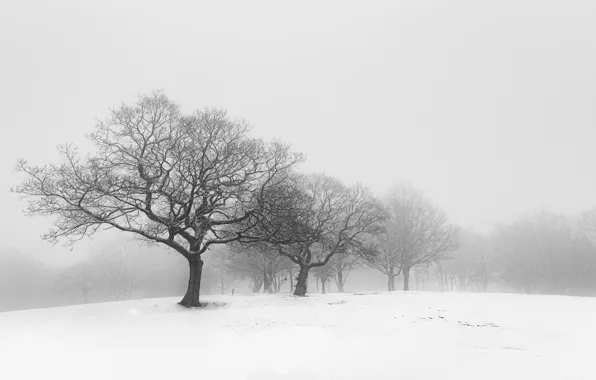 Картинка зима, деревья, туман