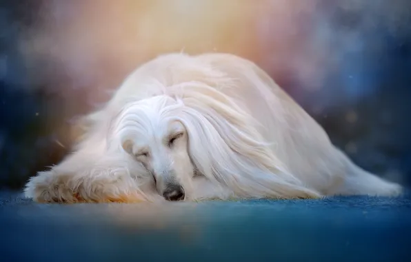 Картинка животное, сон, собака, пёс, боке, Светлана Писарева