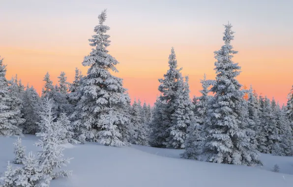 Картинка зима, лес, снег, деревья, ели