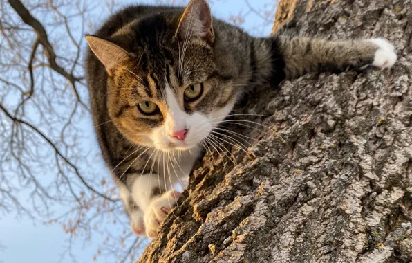 Картинка кот, взгляд, мордашка, на дереве, котэ