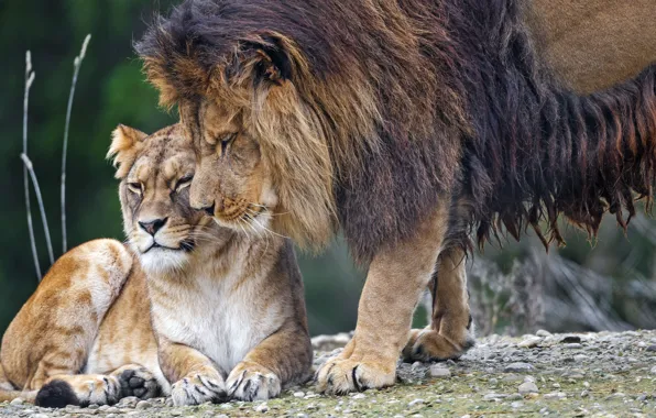 Картинка animals, lion, tenderness, lioness, predators, wildlife