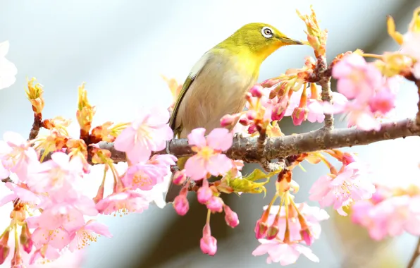 Картинка цветы, ветки, птица, весна, светлый фон, цветение, японская белоглазка