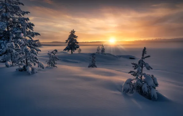 Картинка зима, лучи, снег, деревья, закат, природа, Норвегия, Norway, Ringerike, Ole Henrik Skjelstad