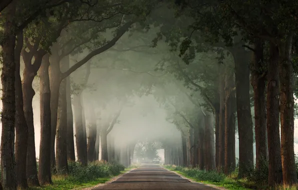 Картинка дорога, лето, туман, парк