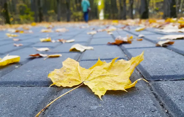 Картинка дорога, осень, лес, девушка, лист