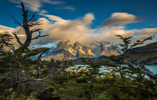 Картинка облака, горы, дерево, Чили, Патагония, Национальный парк Торрес-дель-Пайне